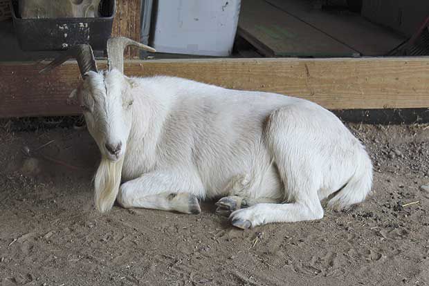 Farmaste